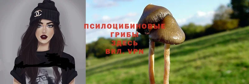 цены   Алупка  Галлюциногенные грибы Psilocybine cubensis 